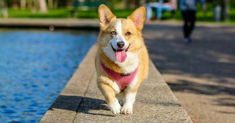 500 Nama Anjing yang Bagus Inisial A, Unik dan Pembawa Hoki